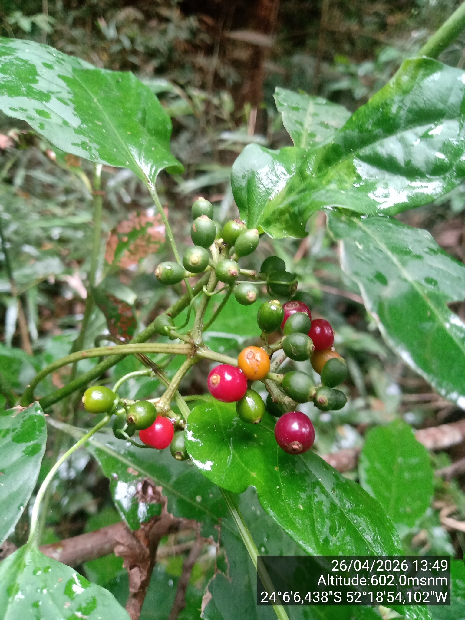 Imagem de Fruta de-sanhaço