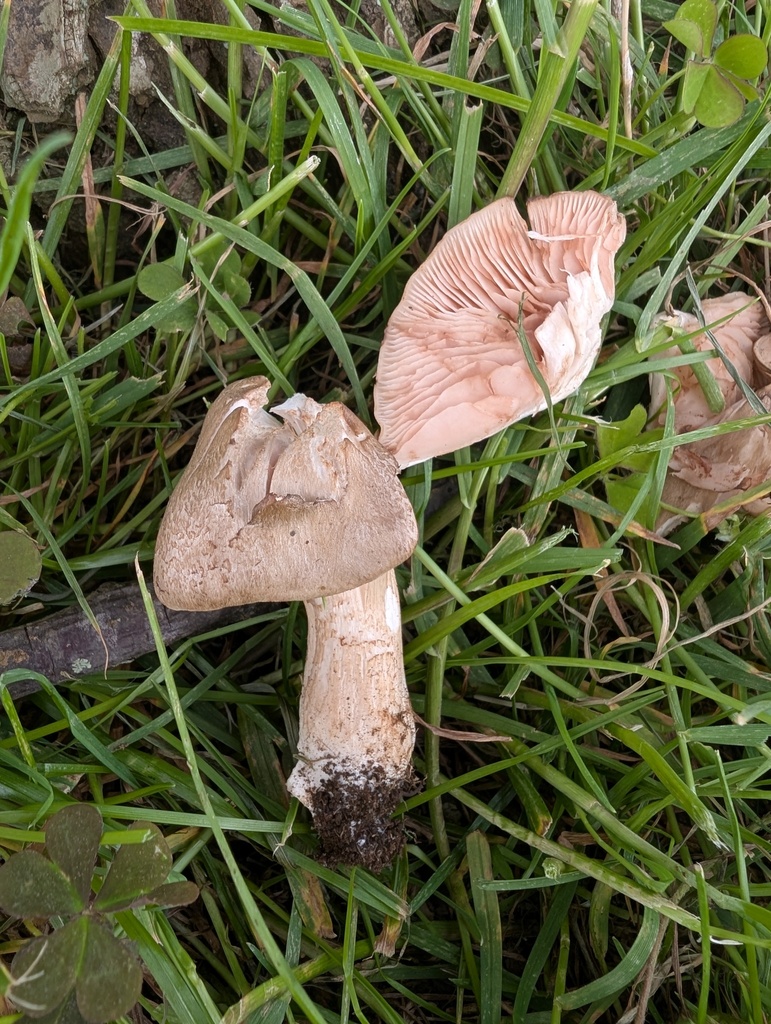 Entoloma sepium · April 2026 · photo: © atsushi_nakajima_cirque (iNaturalist, cc-by)
