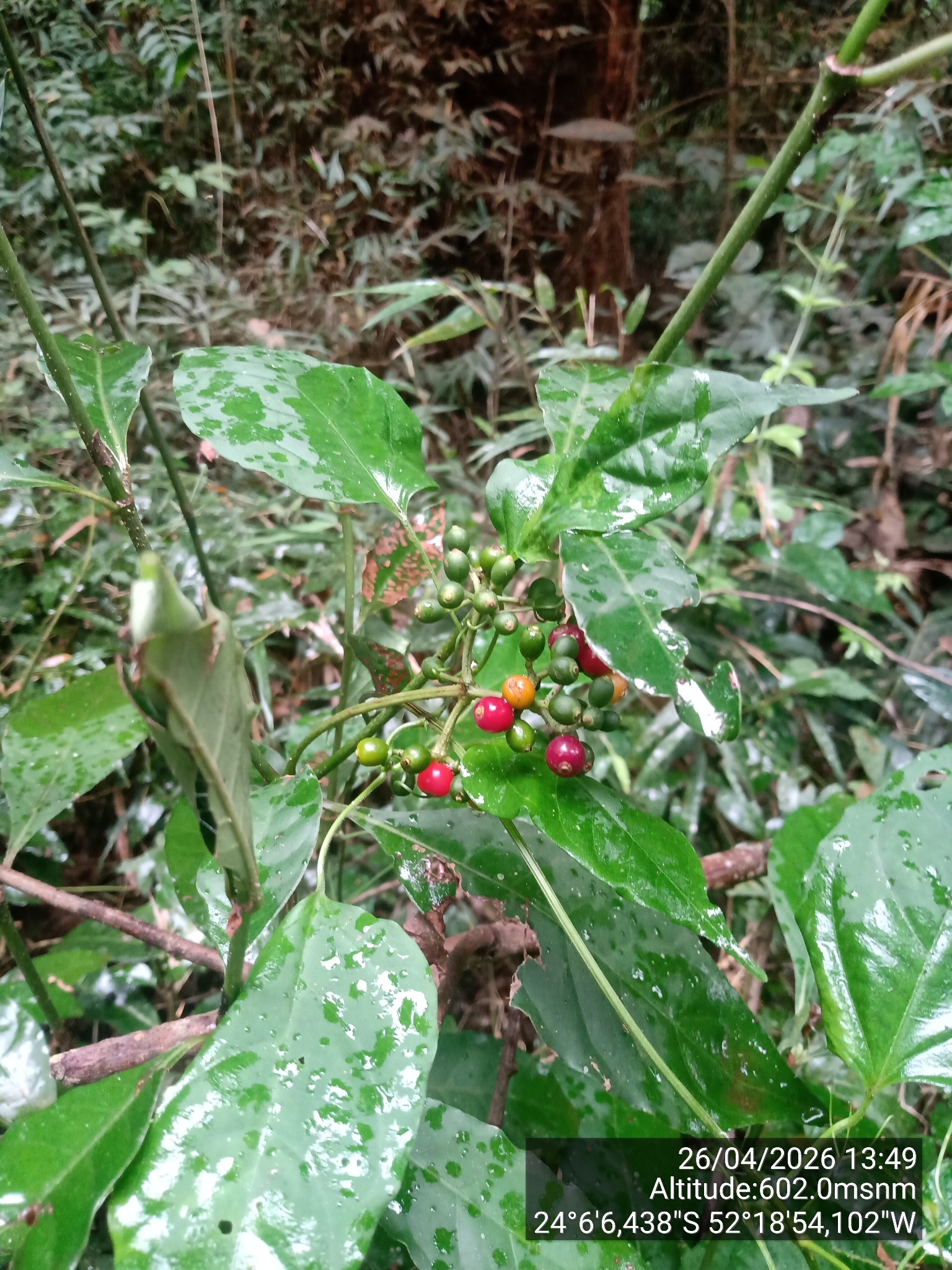 Imagem de Fruta de-sanhaço