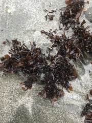 Mazzaella affinis