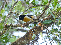 King of Saxony Bird-Of-Paradise photo 3