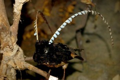 King of Saxony Bird-Of-Paradise photo 5