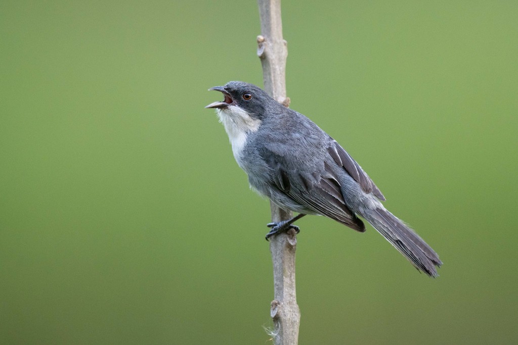 Cinereous Finch photo