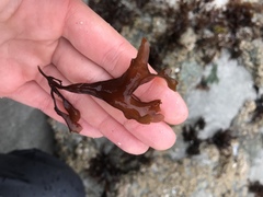 Mazzaella affinis