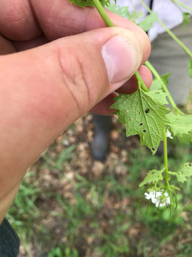 iNaturalist observation photo of Phyllotreta ochripes