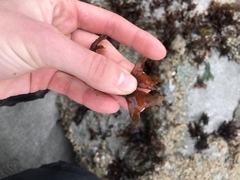 Mazzaella affinis
