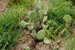 Opuntia oricola