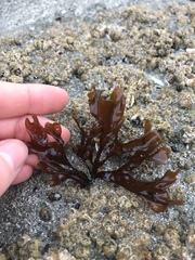 Mazzaella affinis