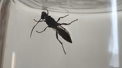 Ichneumon