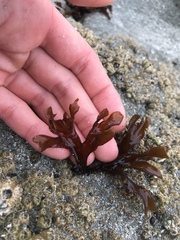 Mazzaella affinis