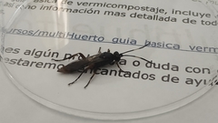 Ichneumon