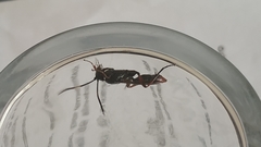 Ichneumon