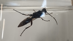 Ichneumon