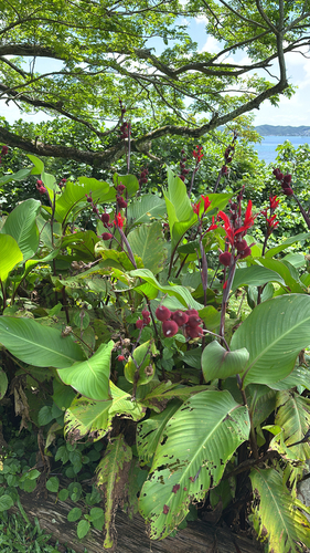 Canna indica observed 2026-04-26