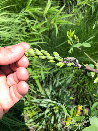 iNaturalist observation photo of Ashgray blister beetle