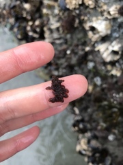 Callithamnion pikeanum