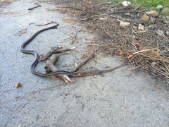 Masticophis lateralis lateralis