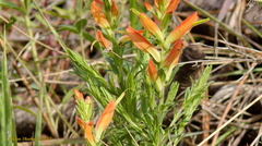 Castilleja patriotica