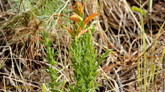 Castilleja patriotica