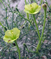 Acleisanthes parvifolia