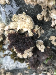 Callithamnion pikeanum