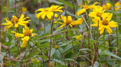 Heliopsis parvifolia