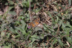 Phyciodes pallescens