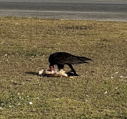 Turkey Vulture