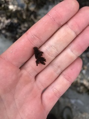 Callithamnion pikeanum