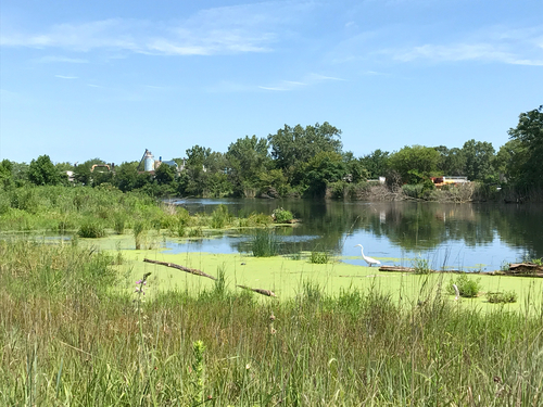 iNaturalist observation photo of Great Egret