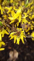 Forsythia suspensa