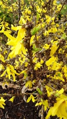 Forsythia suspensa