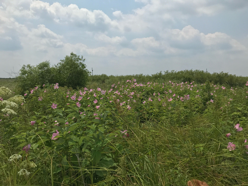 iNaturalist observation photo of swamp rose mallow