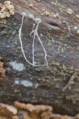 Xylaria filiformis