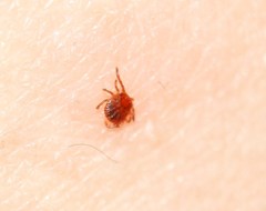 Amblyomma cajennense