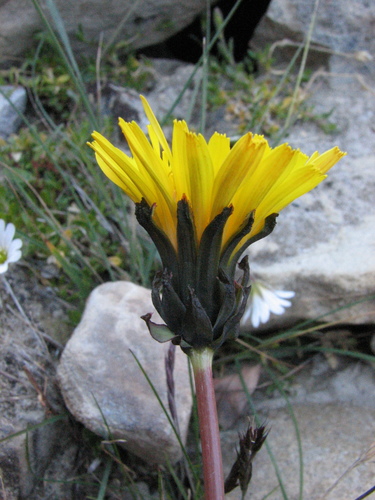 Image of Taraxacum holmenianum by (c) Peter L Achuff, some rights reserved (CC BY)