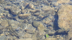 Opsariichthys pachycephalus