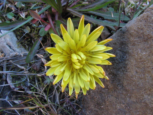 Image of Taraxacum holmenianum by (c) Peter L Achuff, some rights reserved (CC BY)