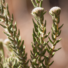 Phylica thunbergiana