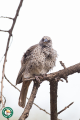 Histurgops ruficauda