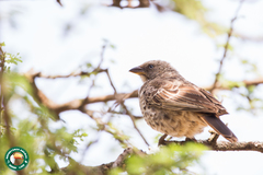 Histurgops ruficauda