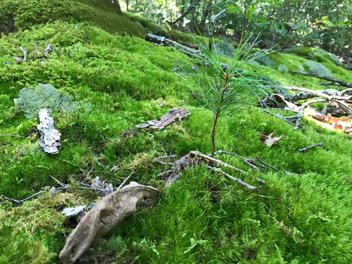 iNaturalist observation photo of eastern white pine