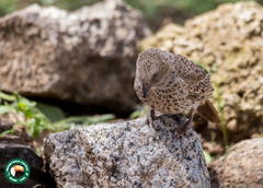 Histurgops ruficauda