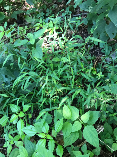iNaturalist observation photo of Japanese stiltgrass