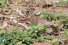 Histurgops ruficauda