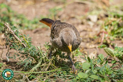 Histurgops ruficauda