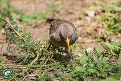 Histurgops ruficauda