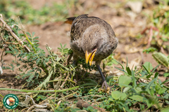 Histurgops ruficauda