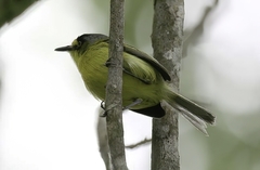 Todirostrum poliocephalum