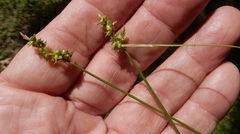 Carex muehlenbergii